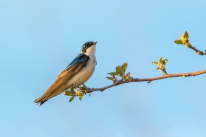 Swallow (Rona Neri)